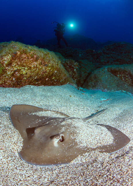 Vue sous-marine de la belle baignade de raie dans l'océan — Photo de stock