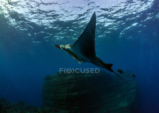 Подводный вид на красивый скат, плавающий в океане — стоковое фото