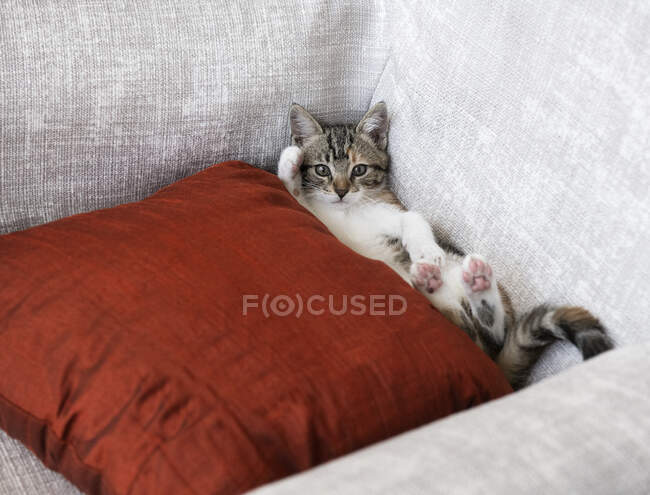 Gatito acostado en un sofá junto a un cojín - foto de stock