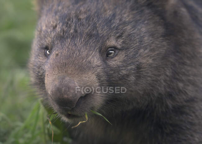 Close-up portrait of a wild common wombat (Vombatus ursinus) eating grass, Melbourne, Victoria, Australia — Stock Photo