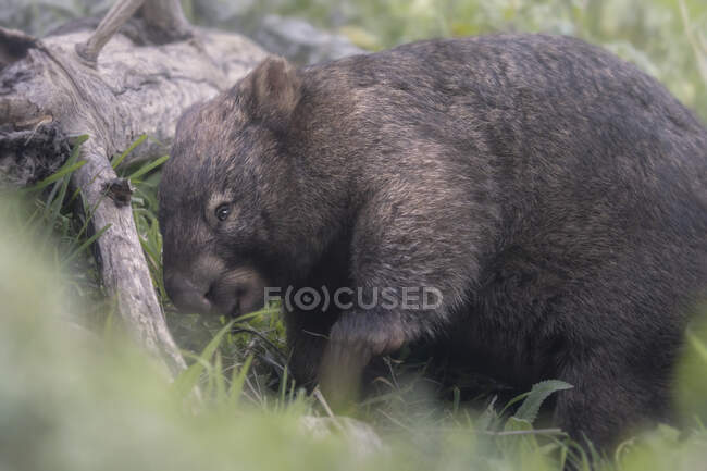 Close-up do wombat comum (Vombatus ursinus) anexo a uma árvore caída, Austrália — Fotografia de Stock