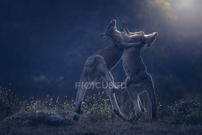 Dos jóvenes machos canguros grises orientales (Macropus giganteus) peleando por la mañana, Australia - foto de stock