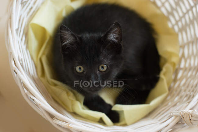 Overhead view of a black kitten in a wicker basket — Stock Photo