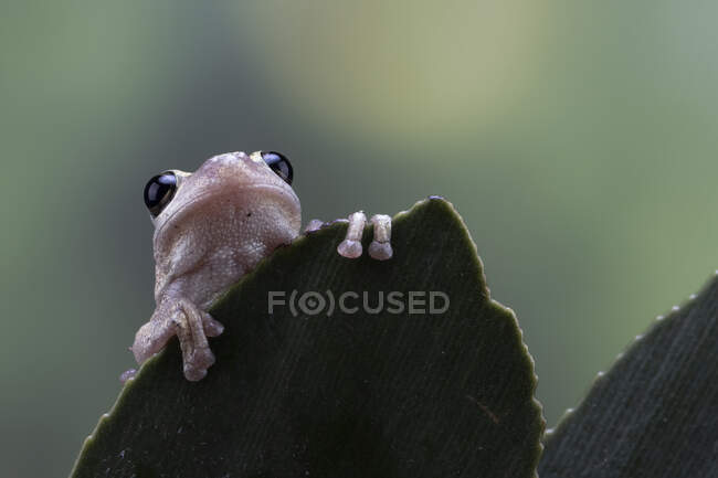 Nahaufnahme eines australischen grünen Laubfrosches auf einem Blatt, Indonesien — Stockfoto
