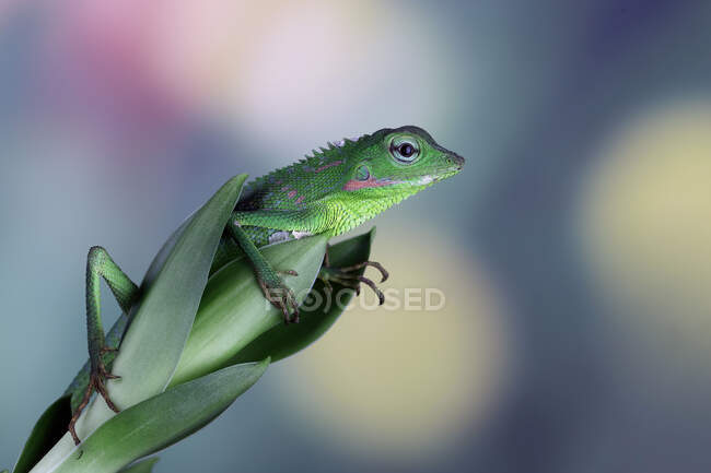 Juvenile maned forest lizard on a plant, Indonesia — Stock Photo