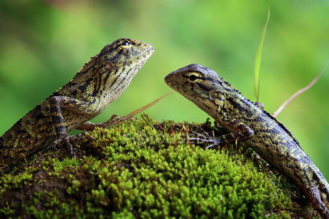 Dos lagartos en una roca musgosa mirándose, Indonesia - foto de stock