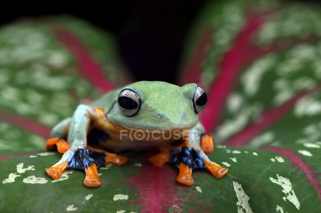 Nahaufnahme eines javanischen Laubfrosches auf einem Blatt, Indonesien — Stockfoto