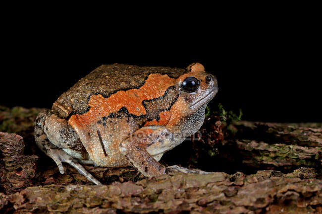 Retrato de cerca de una rana toro (Kaloula pulchra), Indonesia - foto de stock