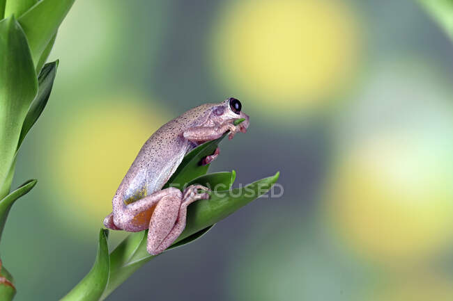 Close-up of an Australian green tree frog on a plant, Indonesia — Stock Photo