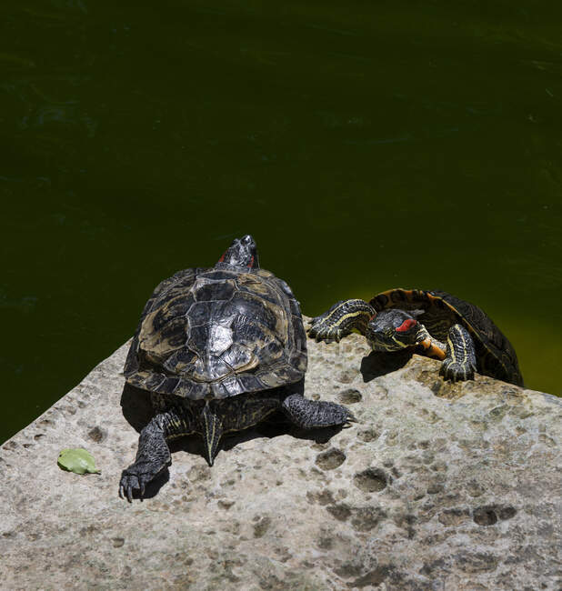 Две черепахи на скале, сады Сан-Антонио, Мальта — стоковое фото