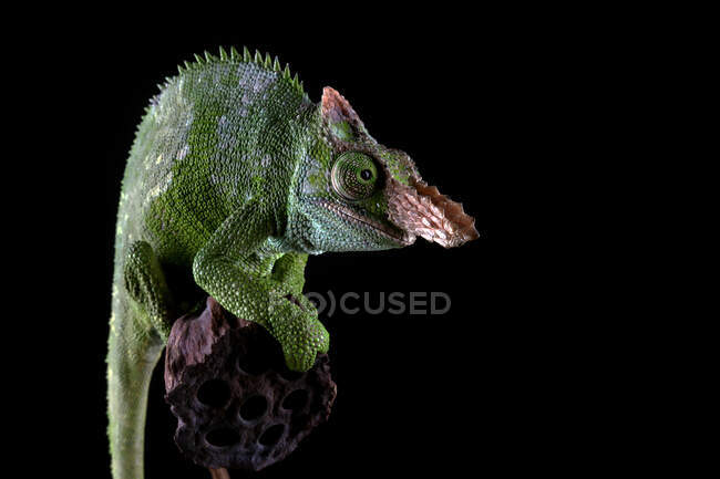 Close-up de um camaleão Fischer em uma flor, Indonésia — Fotografia de Stock