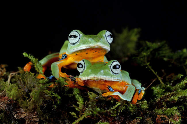 Дві яванські жаби на моху (Індонезія). — стокове фото