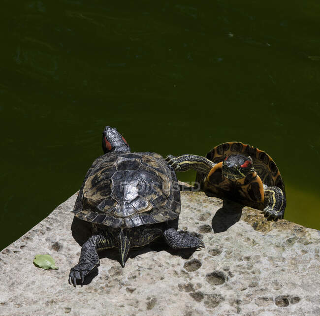 Deux tortues sur un rocher, jardins Sant Antonio, Malte — Photo de stock
