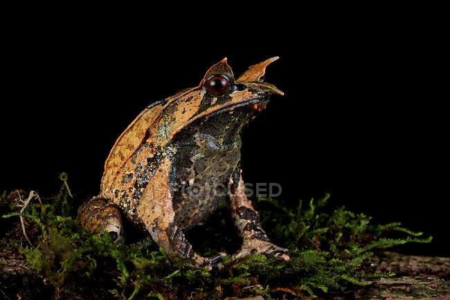 Malayan horned frog on a mossy rock, Indonesia — Stock Photo
