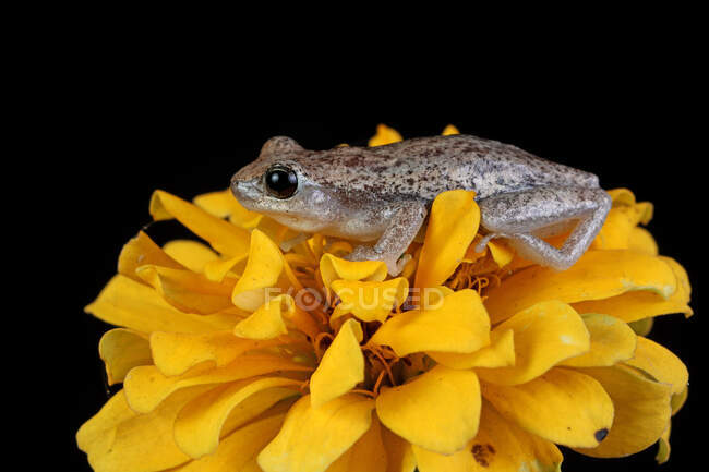 Крупный план австралийской зеленой древесной лягушки на желтом цветке, Индонезия — стоковое фото