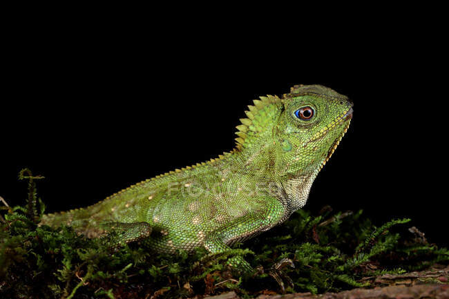 Portrait of a Boyd's forest dragon, Indonesia — Stock Photo