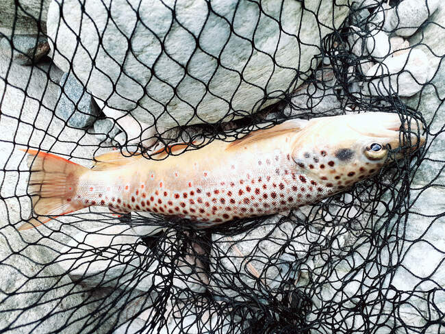 Wild brown trout caught in a fishing net, Himalayas, India — Stock Photo