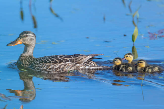 Mallard duck swimming in a river with her ducklings, Canada — Stock Photo