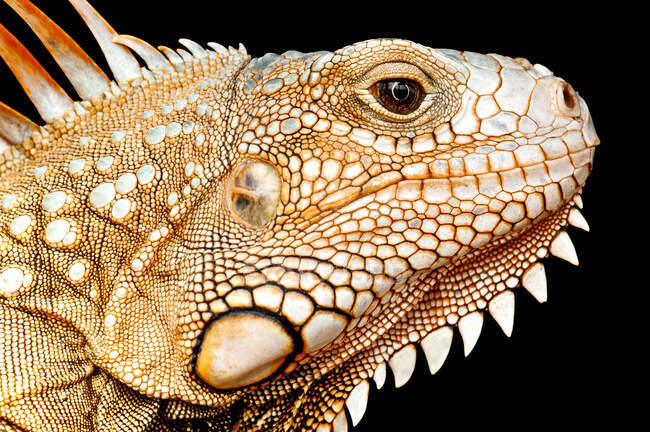 Primer plano de una cabeza de iguana, Indonesia - foto de stock