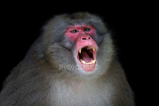 Portrait of a Japanese macaque monkey snarling, Indonesia — Stock Photo