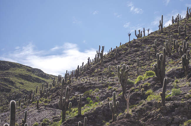Cacti crescendo em uma montanha, Jujuy, Argentina — Fotografia de Stock