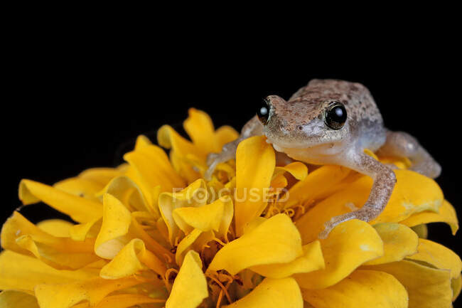 Розміщення австралійської зеленої деревної жаби на жовтій квітці (Індонезія). — стокове фото