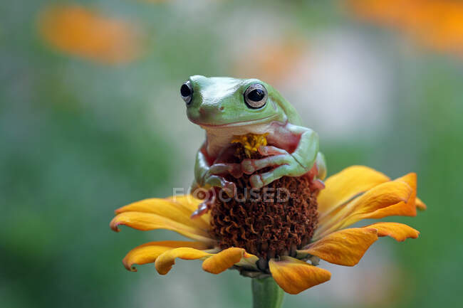 Australian green tree frog sitting on a  flower head hugging the flower bud, Indonesia — Stock Photo