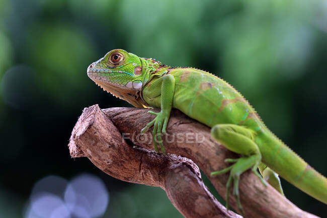 Primer plano de una iguana verde en rama, Indonesia - foto de stock