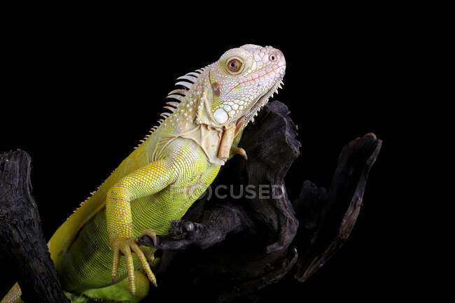 Close-up of an Albino iguana on a branch, Indonesia — Stock Photo