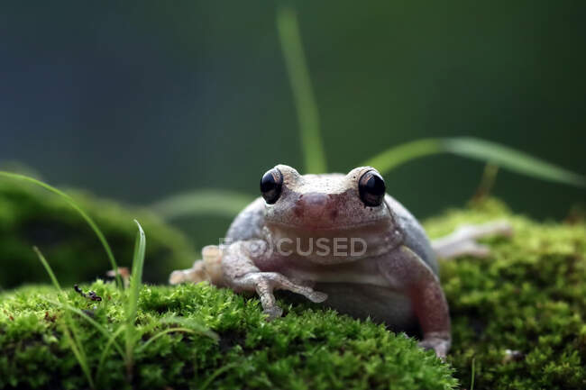 Close-up of an Australian green tree frog on moss, Indonesia — Stock Photo