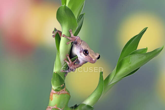 Nahaufnahme eines australischen grünen Laubfrosches an einer Pflanze, Indonesien — Stockfoto