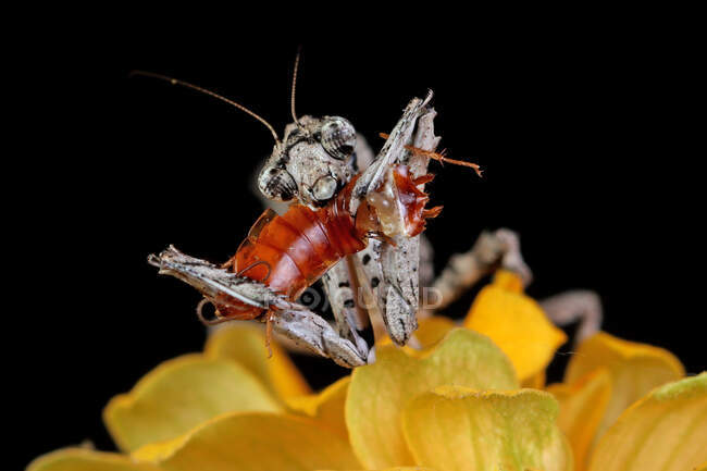 Крупный план Twig Mantis, поедающего насекомое на цветке, Индонезия — стоковое фото