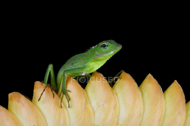 Juvenile maned forest lizard on a flower, Indonesia — Stock Photo