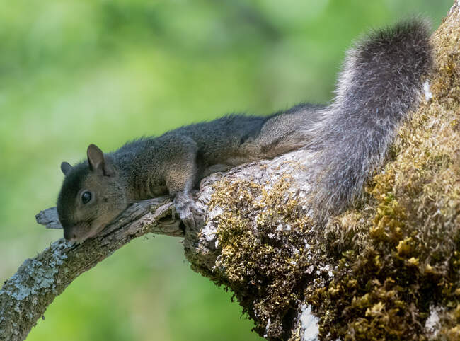 Grey Squirrel lying on a branch resting, Canada — Stock Photo