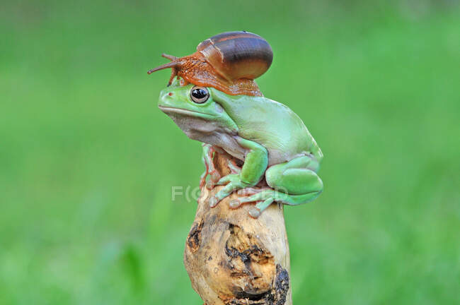 Caracol sentado sobre la cabeza de una rana, Indonesia - foto de stock