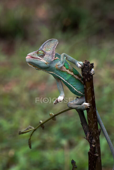 Camaleonte velato su un ramo pronto a catturare la preda, Indonesia — Foto stock