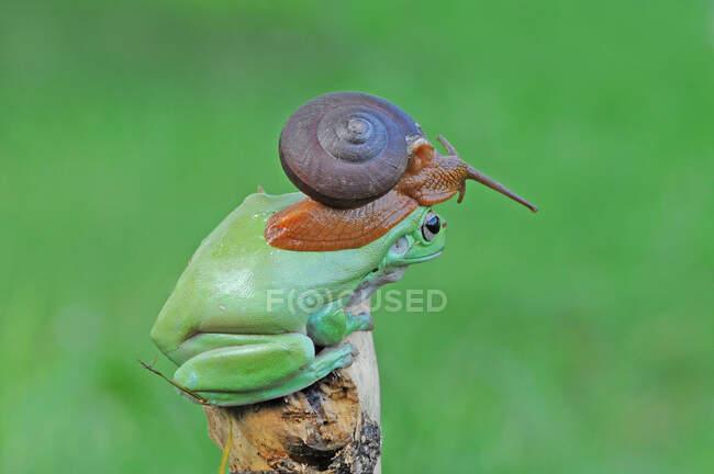 Caracol sentado sobre la cabeza de una rana, Indonesia - foto de stock