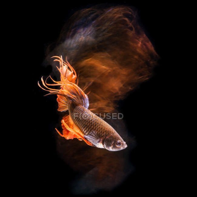 Orangefarbener Bettafisch schwimmt unter Wasser — Stockfoto