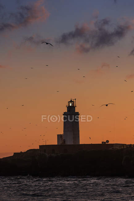 Stormo di uccelli che volano intorno a un faro al tramonto, Tarifa, provincia di Cadice, Andalusia, Spagna — Foto stock