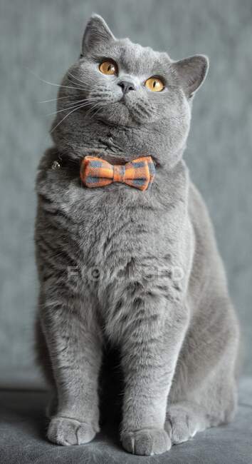 Retrato de um gato britânico de Shorthair usando um laço — Fotografia de Stock