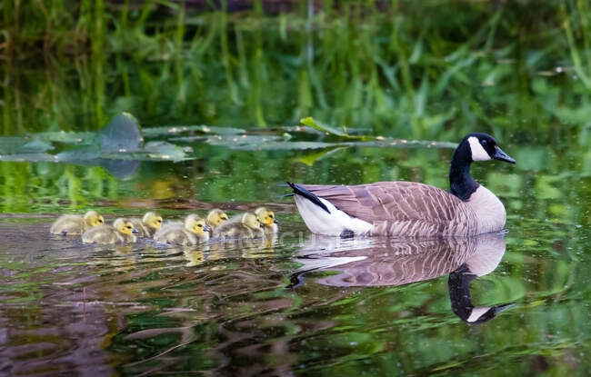 Canadá Goose nadando em um rio com seus Goslings, Canadá — Fotografia de Stock