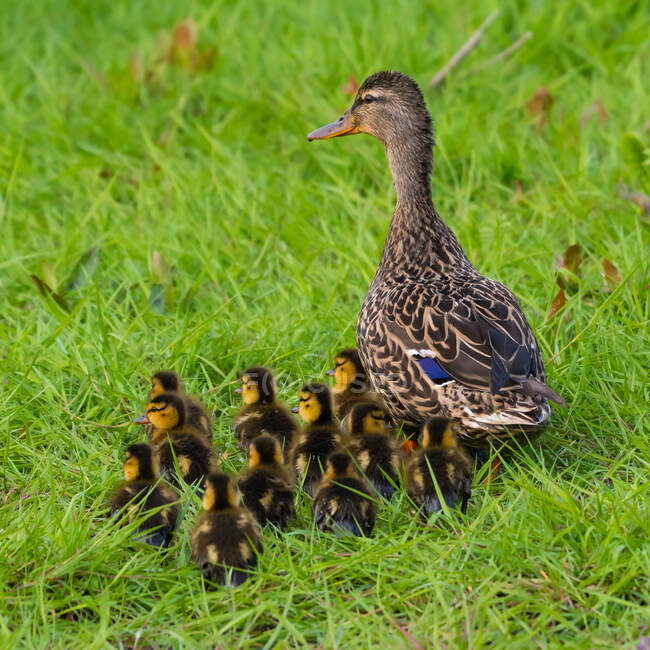 Female Mallard duck with a brood of ducklings walking on grass, Canada — Stock Photo