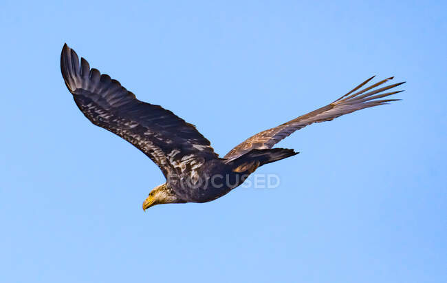 Joven águila calva en vuelo, Canadá - foto de stock