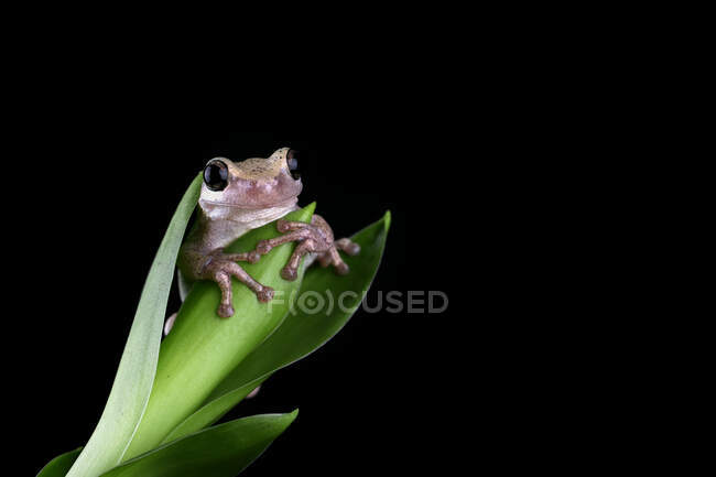 Close-up of an Australian green tree frog on a plant, Indonesia — Stock Photo