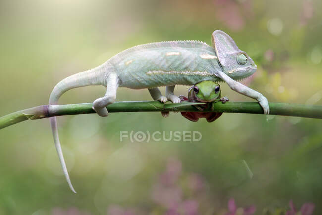 Chameleon and a frog on a branch, Indonesia — Stock Photo