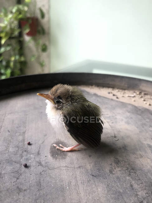 Close-Up of a Tailorbird chick on a barrel, India — Stock Photo