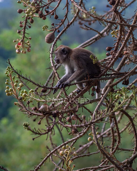 Affe sitzt in einem Kanonenkugelbaum, Malaysia — Stockfoto