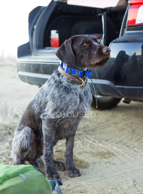 German wirehaired pointer dog sitting by a car, USA — Stock Photo