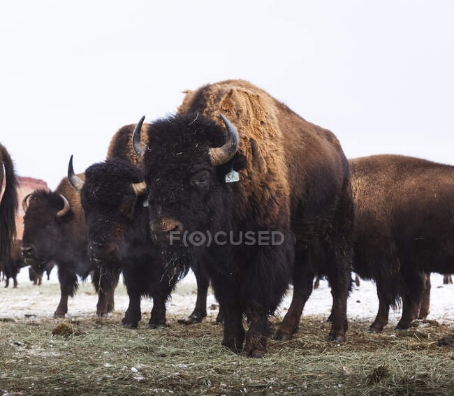 Portrait of a flock of bisons standing in a field, USA — Stock Photo
