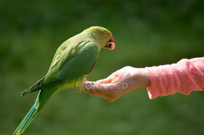 Loro comiendo semilla de pájaro de la mano de una niña, Reino Unido - foto de stock